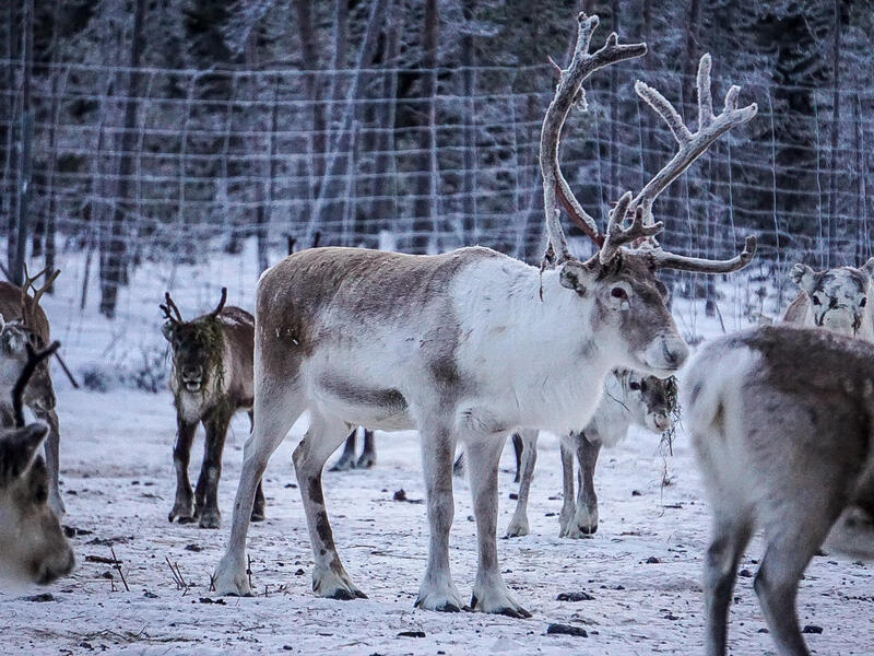 Rundreisen Schweden: Elche, Eis und ein Schritt über den Polarkreis