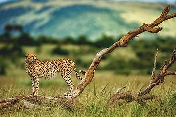 Small gettyimages masai mara geparden 857307914 2019 07 16 export 600 800