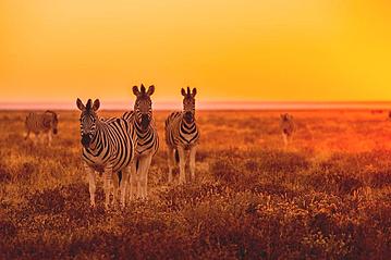 Small gettyimages namibia etoscha 498130811 udokies 2019 05 14 export 600 800