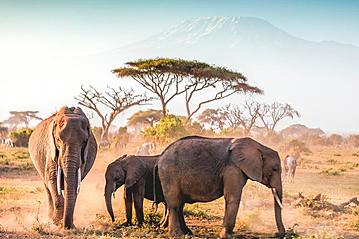 Small gettyimages amboseli np 916145970 1001slide 2019 11 13 export 600 800