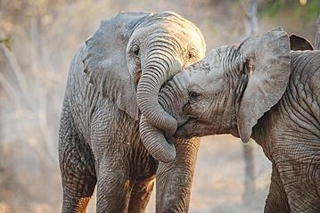 Small gettyimages s dafrika kr ger nationalpark elefanten 635928668 simoneemanphotography 2019 11 19 export 600 800